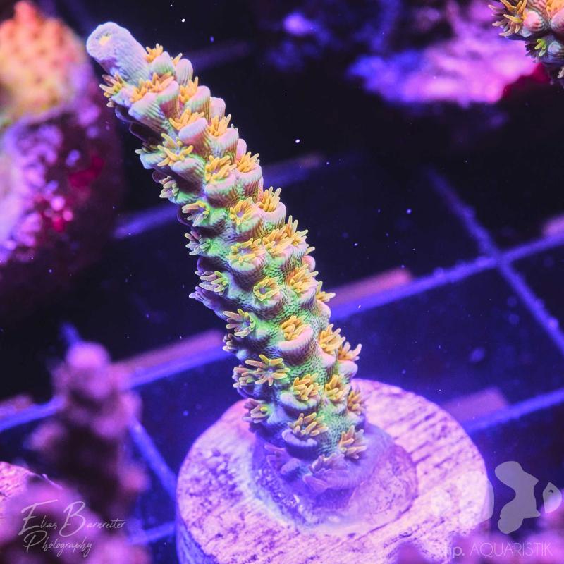Acropora bigR Walt Disney Original
